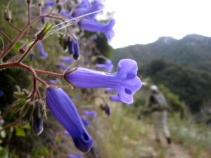 Hiking Mt Wilson via Chantry Flats - SoCalHiker