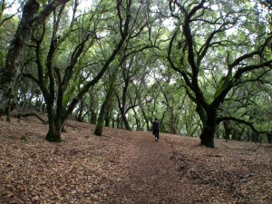 Cool and shady slopes
