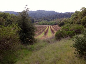 Neighboring vineyards