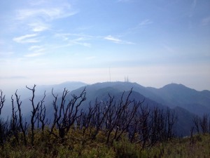 Burned out manzanita