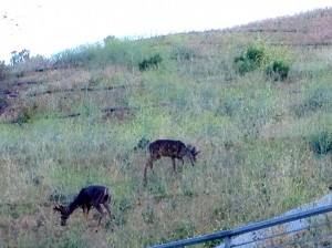 Deer!