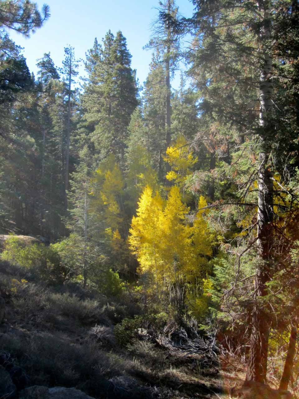First Glimpse of Aspen Color