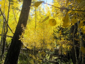 Aspen Autumn Color