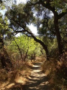 Up Franklin Canyon