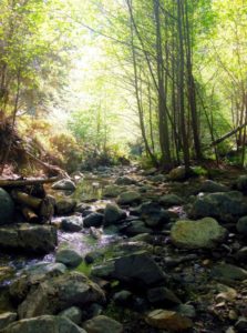 A serene scene in Eaton Canyon