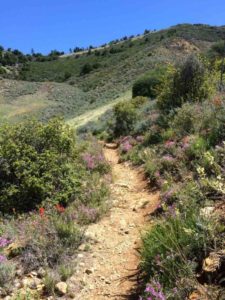 Wildflower Garden Path