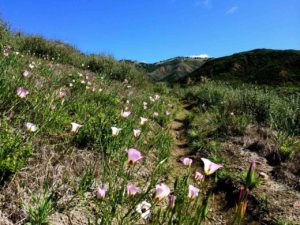 Mariposas in Bloom