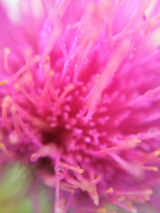 Thistle Blossom