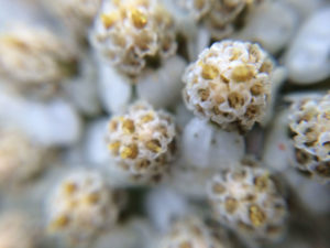 Wildflower Macro