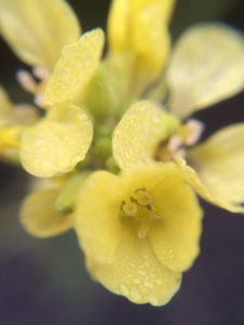 Yellow Flowers