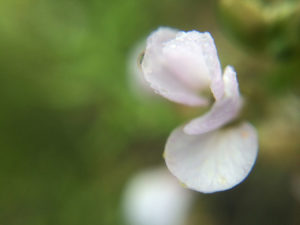 Petals