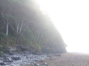 Forest Meets Beach