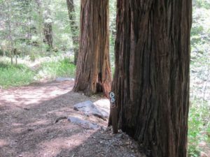 Redwoods