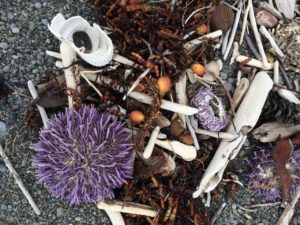 Washed Ashore