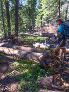 There were about 16 downed trees on this section of trail