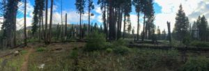 We climbed up through an area scarred by a past wildfire