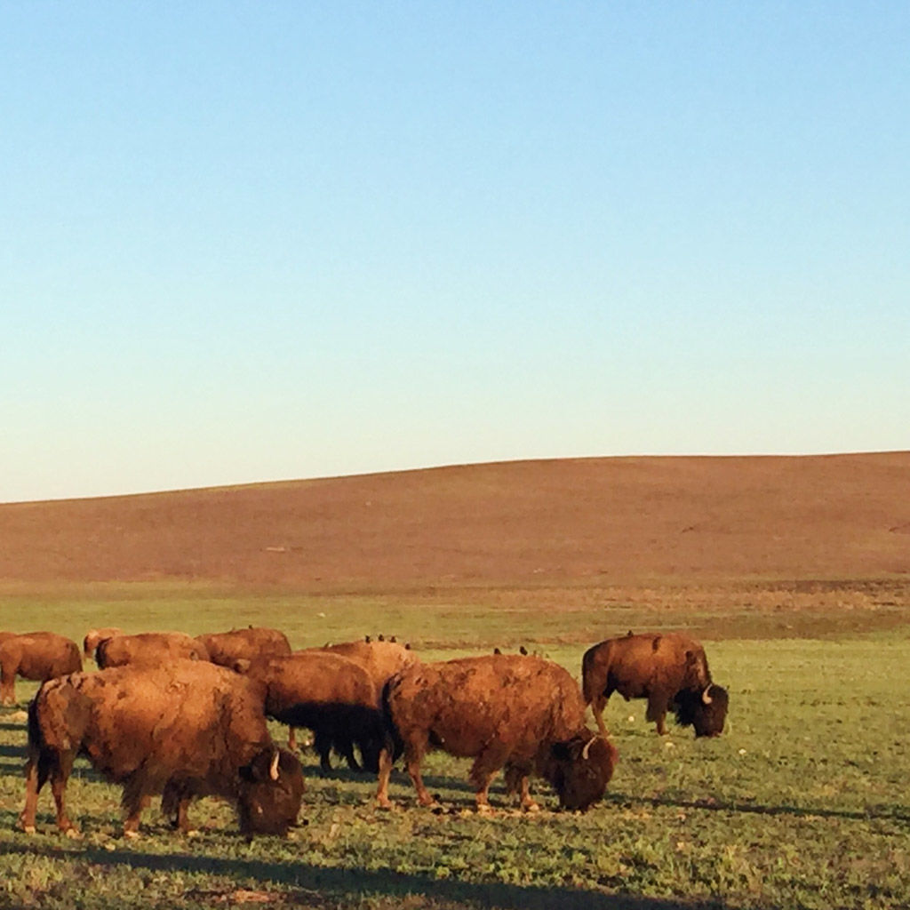 Buffalo grazing outside Zion National Park in Utah
