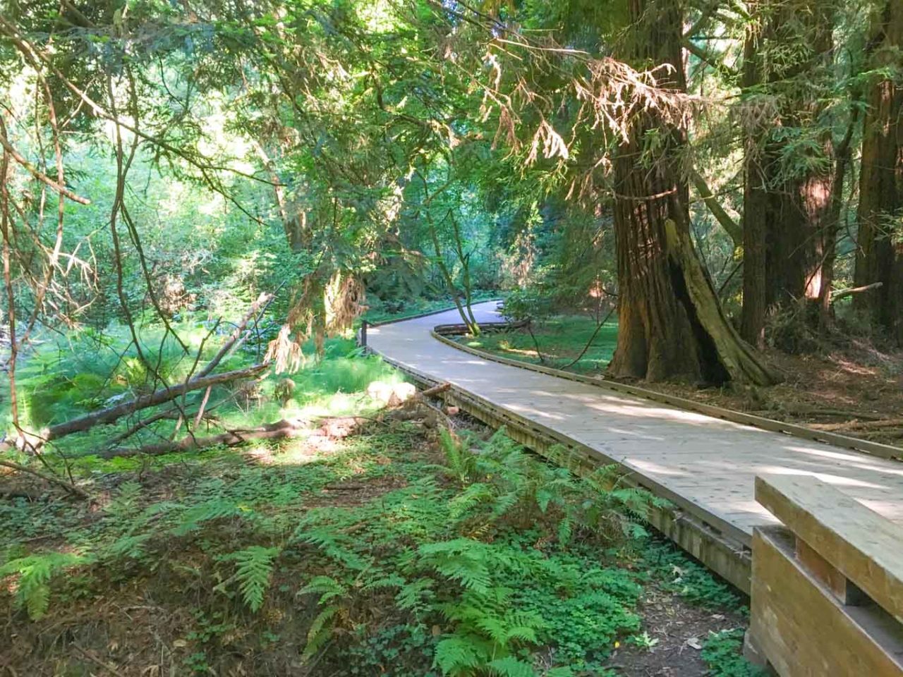 Boardwalk in Muir Woods