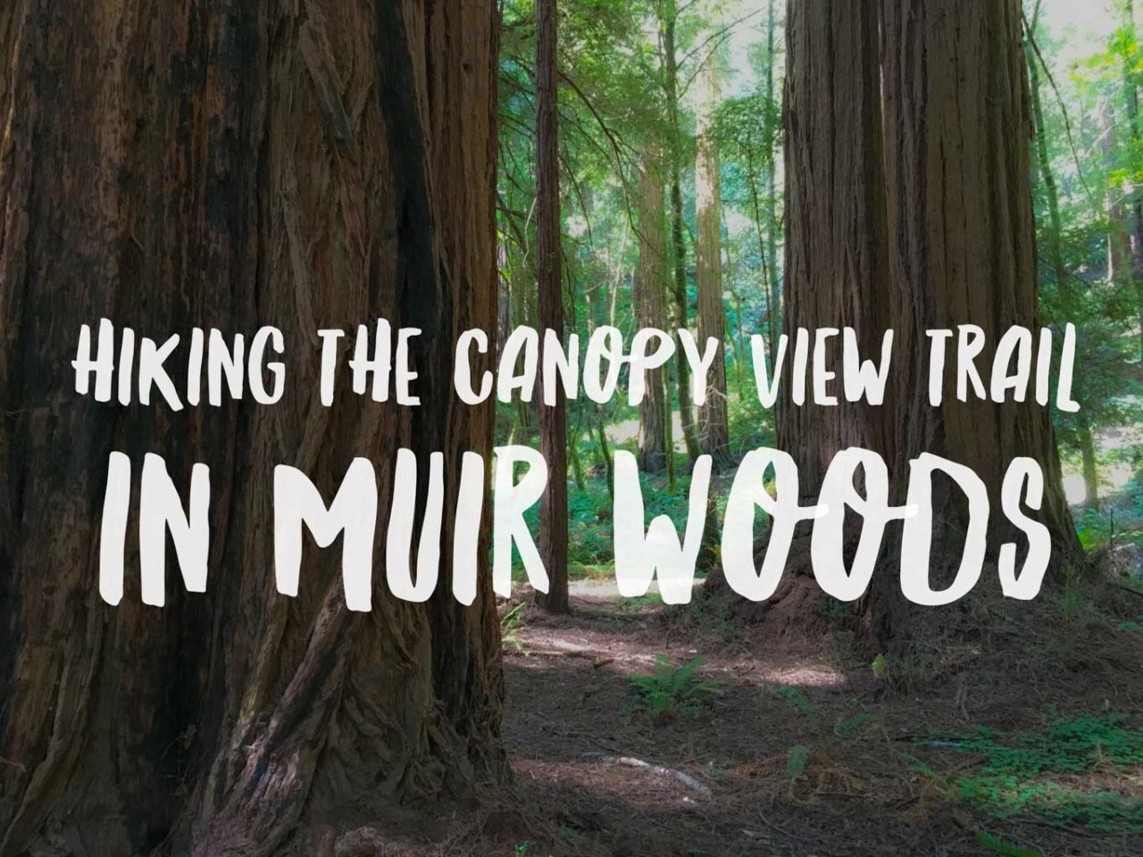 Hiking the Canopy View Trail in Muir Woods National Monument