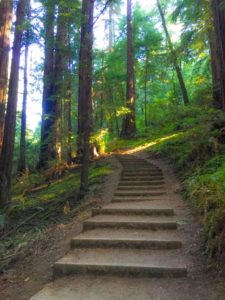 The Canopy View Trail leads away from the crowds.