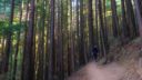 Thick grove of young redwoods