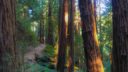 Early morning sunlight in Muir Woods