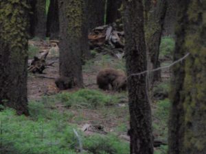 Bear sighting on the High Sierra Trail
