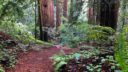 Lush redwood forest