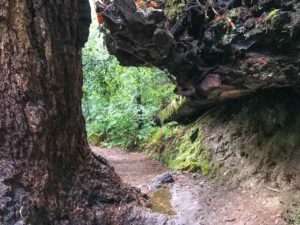 Hiking to Berry Creek Falls in Big Basin Redwoods State Park – SoCal Hiker