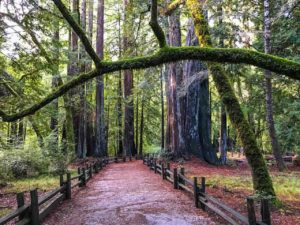 Heading to the Skyline to Sea Trail