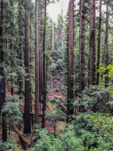 Looking at the trail through the redwoods