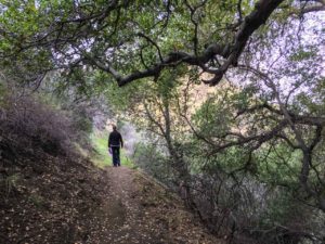 Oak trees on La Tuna Canyon trail