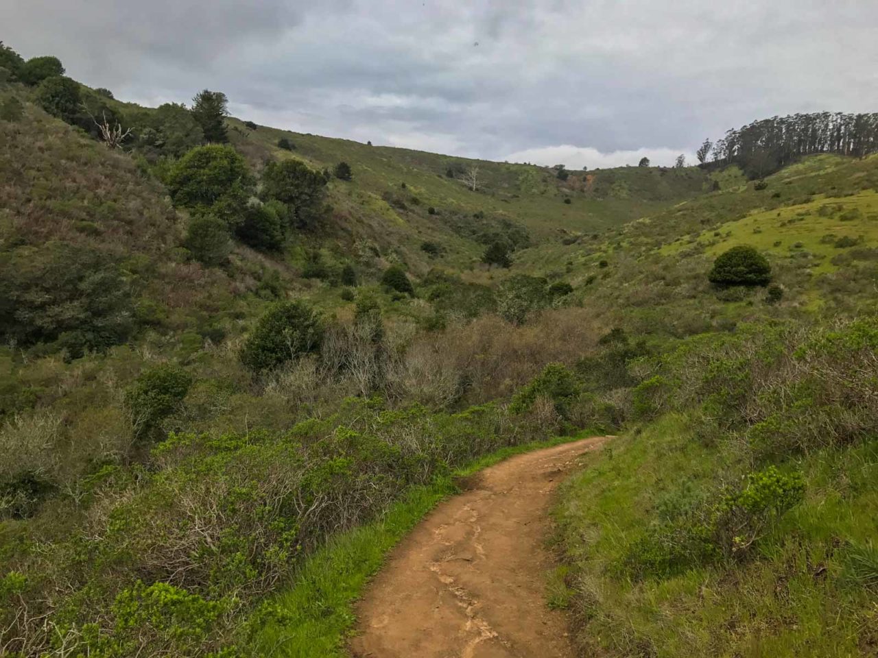 The Miwok Trail quickly climbs to the ridge.