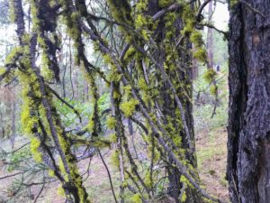 Branches covered in moss along the Black Butte Trail