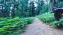 Fern-lined trail to Black Butte