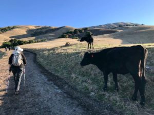 Keep your distance from grazing cows