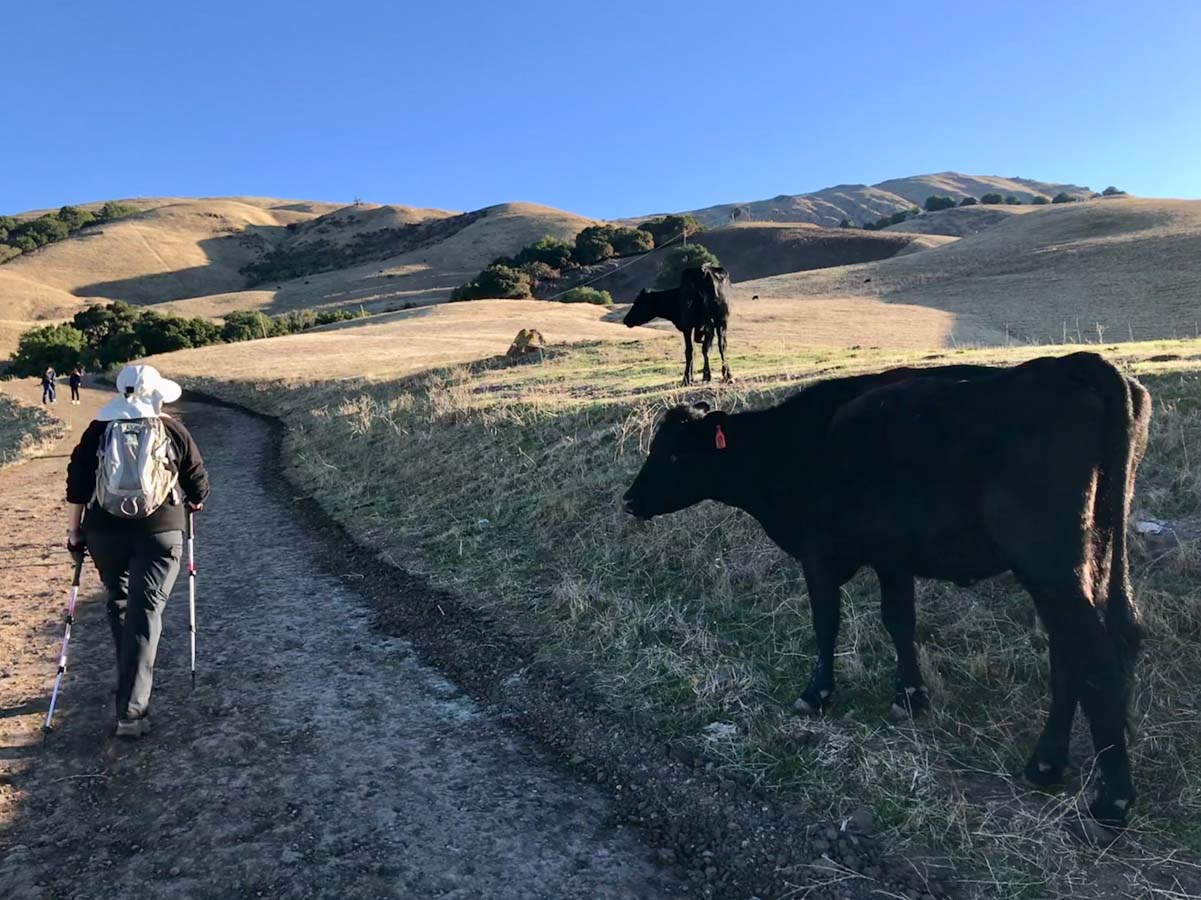 Keep your distance from grazing cows