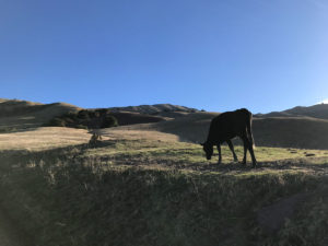 Don't agitate the cows