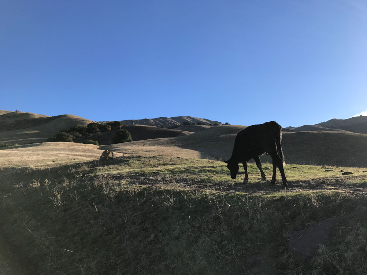 Don't agitate the cows