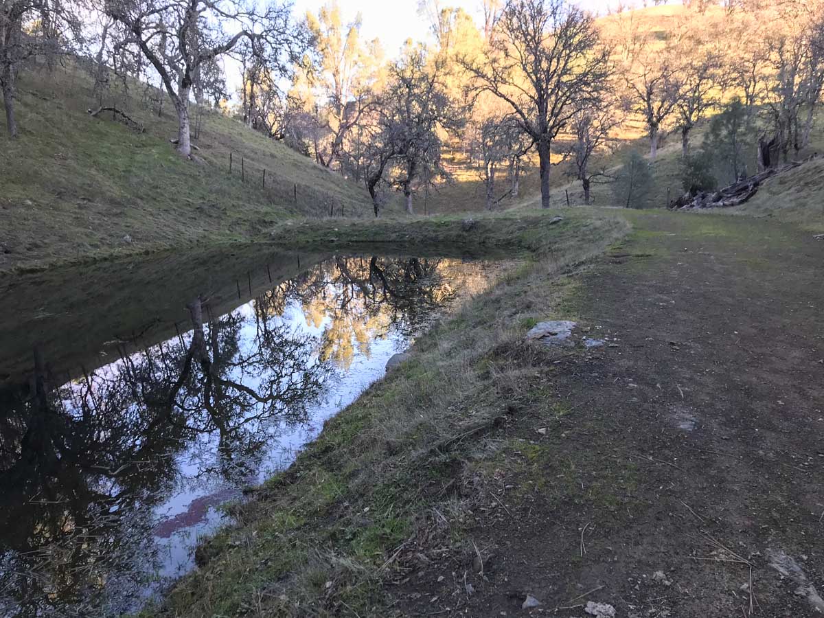 Man-made pond for grazing cattle