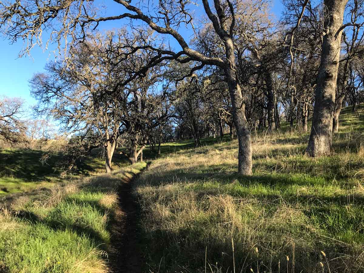Grassy single-track on Middle Ridge