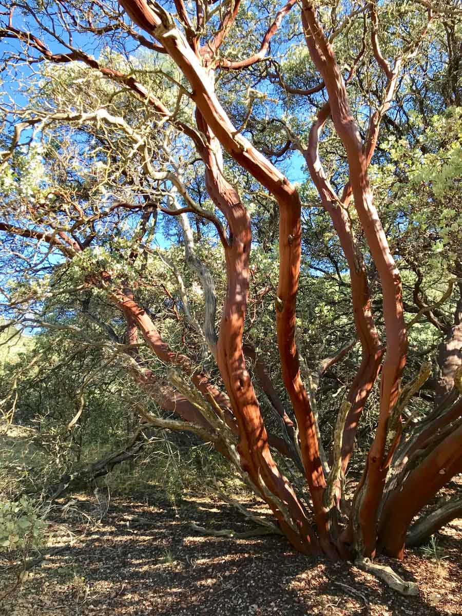 Smooth-barked Manzanita
