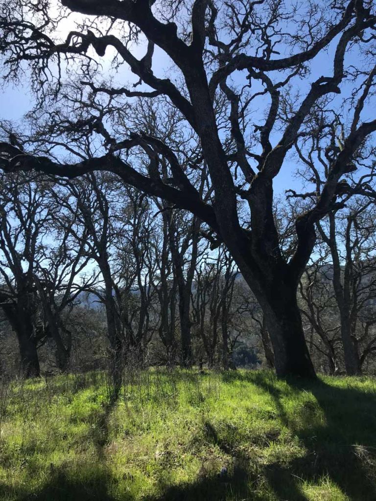 The view from Jackass Hill