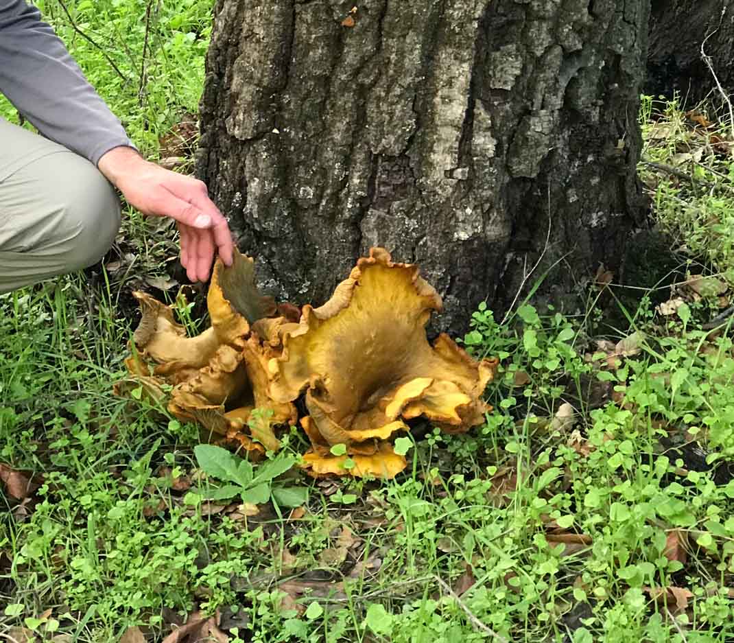 Fungi growing in Mitchell Canyon