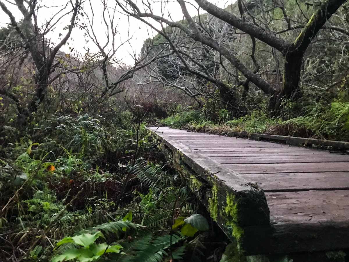 A bridge on the Dipsea Trail