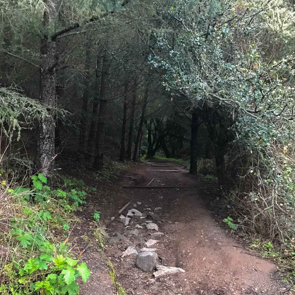 The dark tunnel of trees leading into the ravine