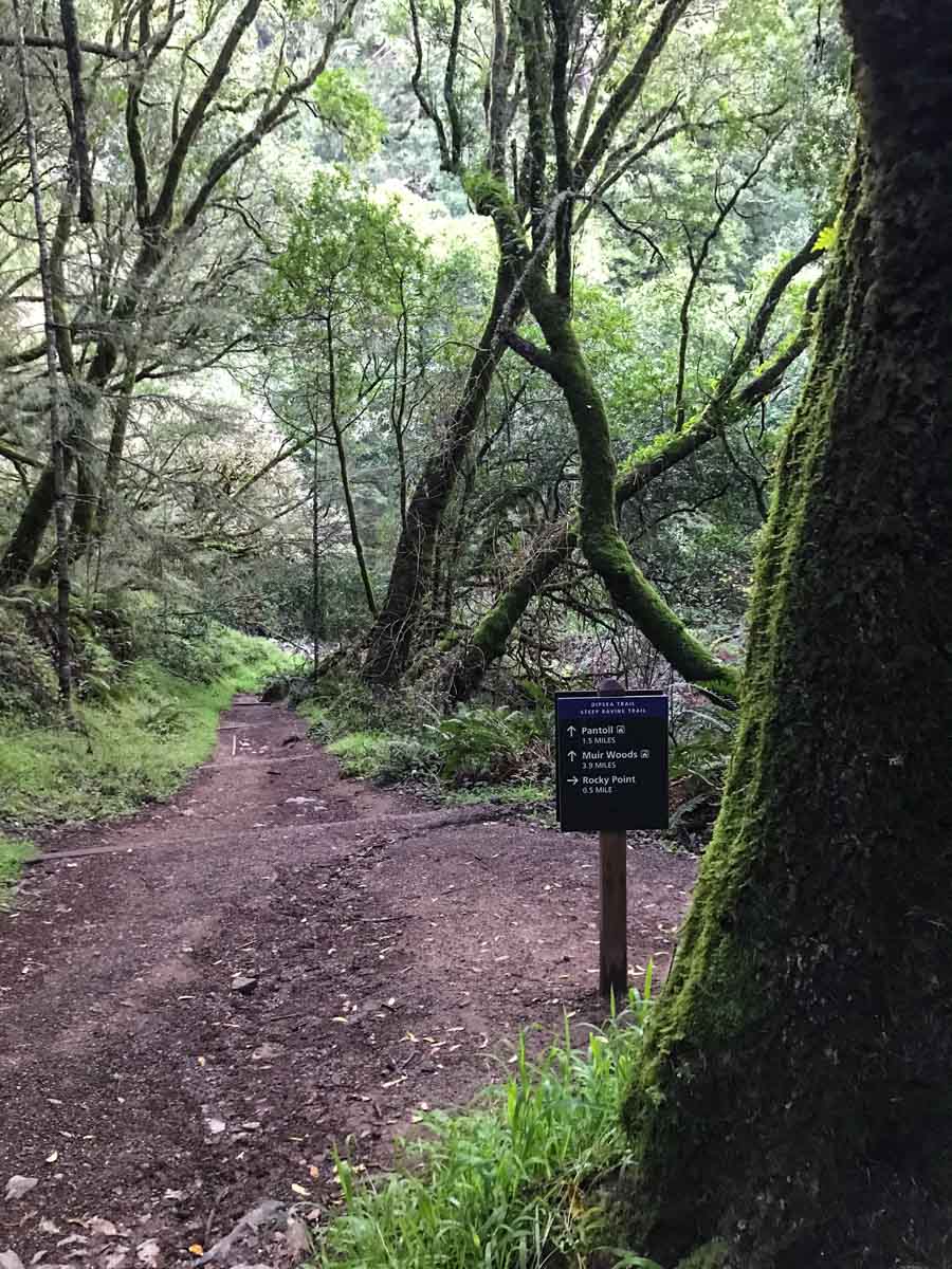 The cool, shady ravine