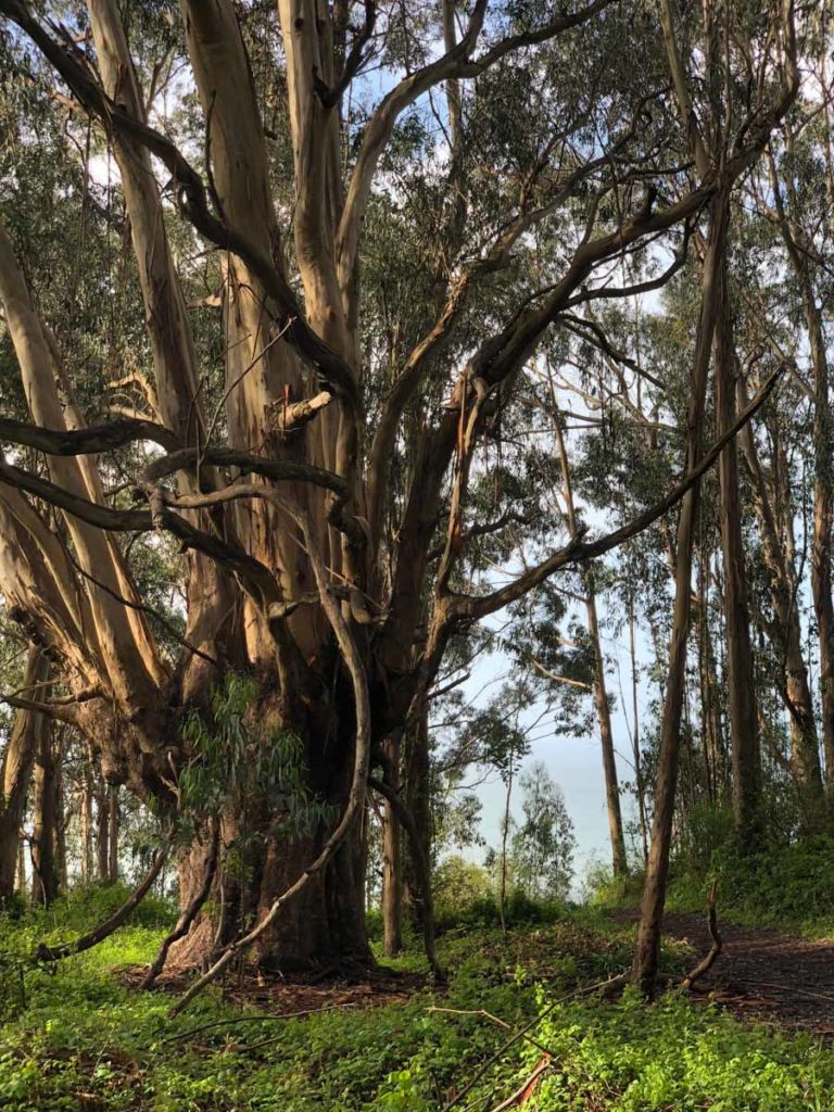 Exceptional eucalyptus in a grove
