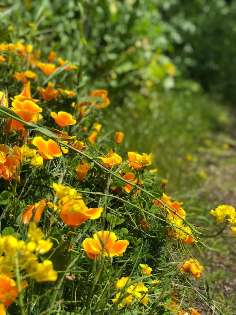 California poppies on the trail