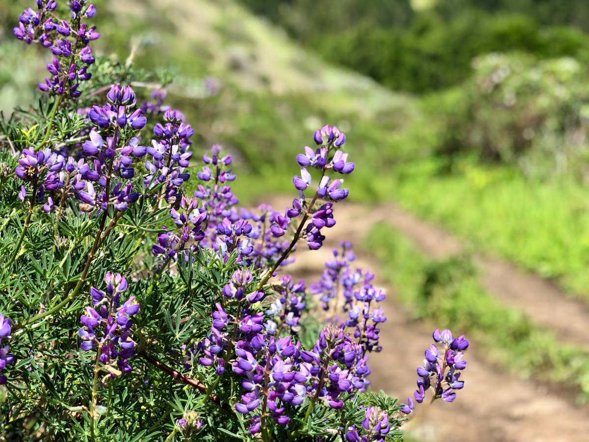Lupine on the Coast Trail